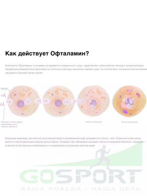  Цитамины Офталамин Классик 40 таблеток