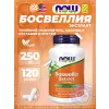 Boswellia Extract - Экстракт босвелии 250 мг